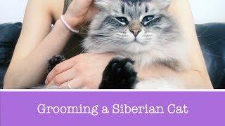 How to Groom a Siberian Cat