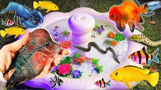 Find colorful surprise eggs, catch fish, betta fish, angelfish, goldfish, cichlid, koi fishing snake