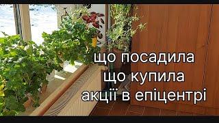 садові справи️акції в Епіцентріготую пеларгонії до зими