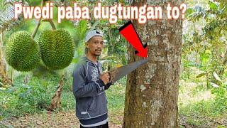 Malalaking Puno Ng durian Papalitan Natin ng Variety! Paano?