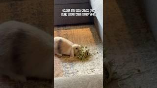 Play with your food ️ #bunny #babybunny #funny #bunnyflop #hollandlop