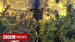 Cannabis boom: Why Oklahoma is a 'wild wild west' - BBC News