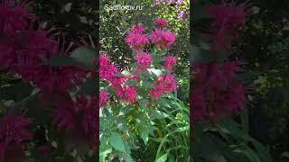 Удачное сочетание монард и флоксов