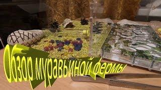 Обзор распаковка формикария от pro-ant