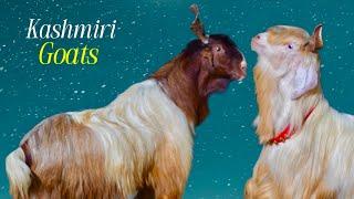 2 Beautiful Kashmiri Goats at BBK Goat Farm Padgha २ सुन्दर कश्मीरी बकरे