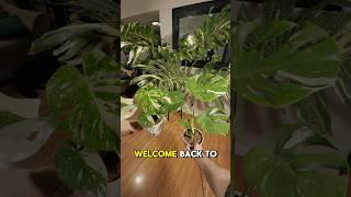 How to grow a Massive Monstera Thai Constellation Part 4🪴  #plantcare #plantcaretips #monstera