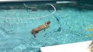 JoeJoe the capybara in a big pool