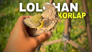 Cara meloloh kolibri kelapa | kolibri manggar