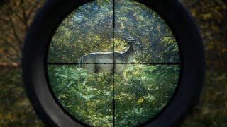 TheHunter Call of the Wild II Фарм на Rangemaster .338