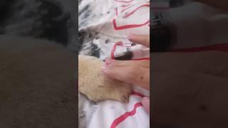 So cute hamster! Очень милый хомяк! #хомяк #fypシ #cute #персик #shorts