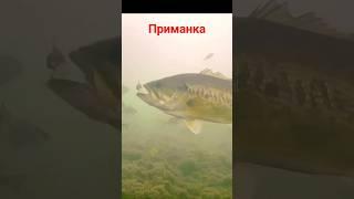 #baliq ovi 2023 #рыбалка2023 #fishing #сазана 