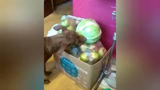 Собака ест капусту. A Dog is eating a cabbage.