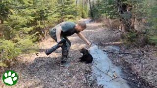 Rescue of a malnourished bear cub