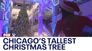 Chicago's tallest Christmas tree makes grand debut