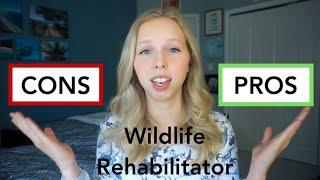 Pros and cons of being a wildlife rehabilitator and how I became one