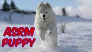 #ASMR DOG ЩЕНОК САМОЕД ИГРАЕТ В СНЕГУ Собака Улыбака Funny Dog Samoyed Puppy ASRM Sniffing & Playing