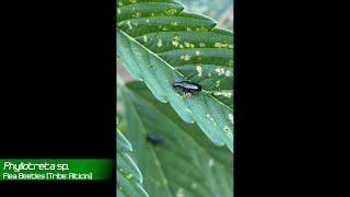 Phyllotreta Flea Beetles on Plants