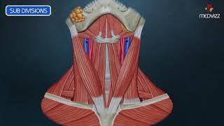 Anterior Triangle of Neck (Animated Video)