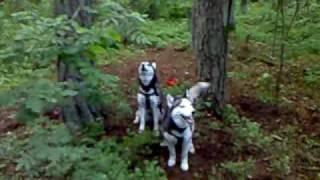 two huskies howling to be sledged :))