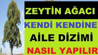 EVDE KENDİNE AİLE DİZİMİ NASIL YAPI LIR  (ZEYTİN AĞACI DİZİSİ AİLE DİZİMİ) (uygulama içerir)