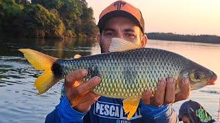 OS PEIXE ESTAVAM LOUCOS , ERA UMA MAIOR QUE A OUTRA./PESCARIA DE PIAPARA GIGANTE NO RIO PARANÁ.