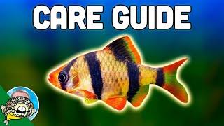 Tiger Barb Care Guide - Aquarium Co-Op