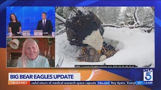 3rd bald eagle chick hatching in Big Bear