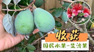 【种植】收获低调新西兰国民水果—斐济果（Feijoa)。 吃果肉，喝果汁，宝宝吃的可欢了。