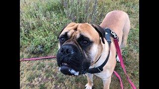 Ripley - Bullmastiff - 4 Weeks Residential Dog Training