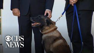 Hero military dog Conan honored for raid on ISIS leader