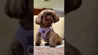 Lilac Gray Dog Harness | Stylish and Functional