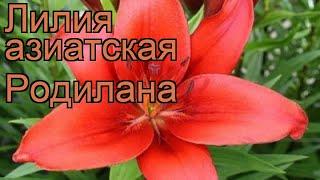 Лилия азиатская Родилана (lilium)  лилия Родилана обзор: как сажать луковицы лилии Родилана