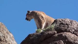 Arizona Mountain lion hunts with hound dogs. Dieringer Outfitters guided cougar hunts.