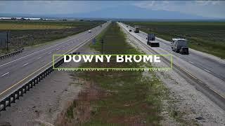 Downey brome