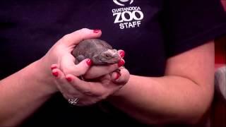 Wild at Heart Event at Chattanooga Zoo