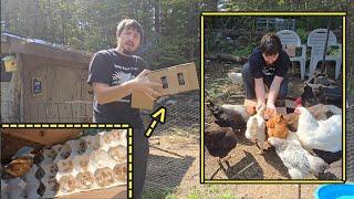 Chickens Go Crazy After, Buying Thousands Of Crickets And Worms.