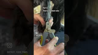 Cutting black nails #abovethestandard #doggroomingtips