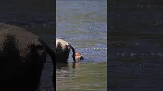 WET & WILD: BABY Bison Taking a DIP In The RIVER! 