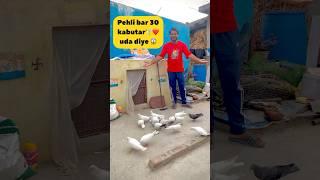 100 Kabootar ️ek sthan uda diya  #minivlog #kabootarloft05 #vlog #pigeon #youtubevloggers