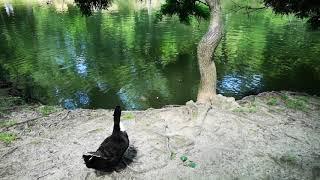 Atatürk Arboretum