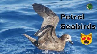 Petrel Seabirds - Guide to Seabirds - Antarctica Birdwatching Tour - #SavetheSeabirds - Animal Video