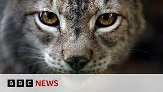 Should lynx be re-introduced to Britain in future? | BBC News