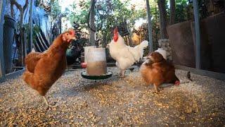 Backyard Chickens 6 Hours Long Continuous Footage Sounds Noises Hens Clucking Roosters Crowing!