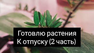 готовлю растения к отпуску часть 2