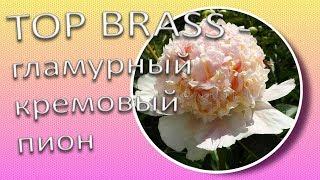 TOP BRASS - гламурный кремовый пион / Сад Ворошиловой