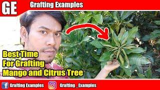 Best Time For Grafting Mango and Citrus Tree