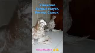 Узбекские бойные голуби. Сальск. Виктор. 2022.г. ️