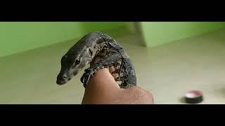 Handleing Varanus Salvator juvenil