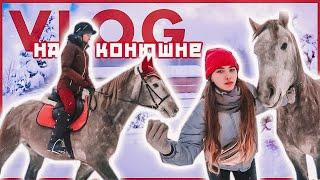 VLOG: Учим трюки, езжу верхом / День конника