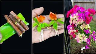 How to grow bougainvillea from cuttings | Propagate bougainvillea from cuttings